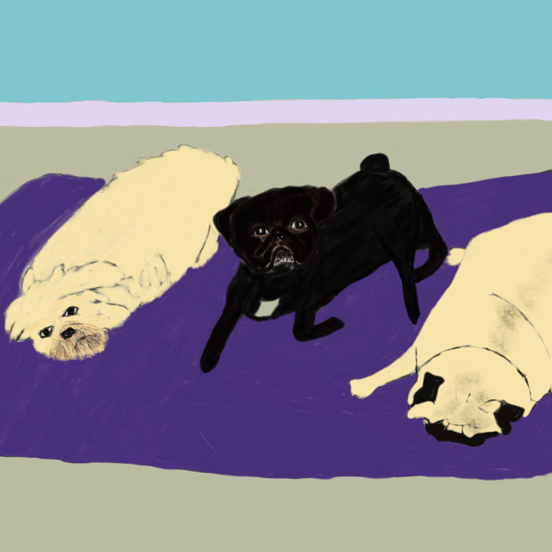 Children Books Author Illustrator New Zealand